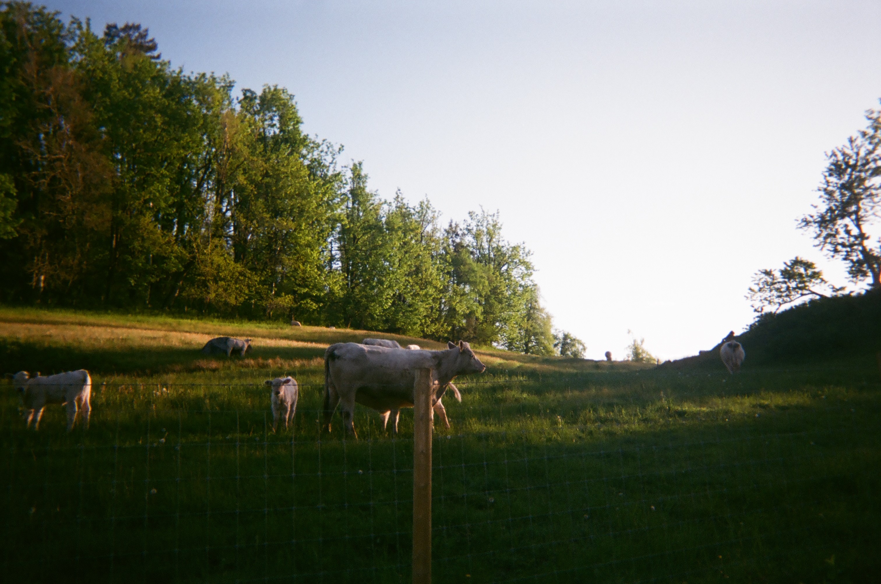 cows in the grass.JPG